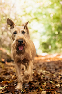 Pure_Irish_Terrier_JNooney_009