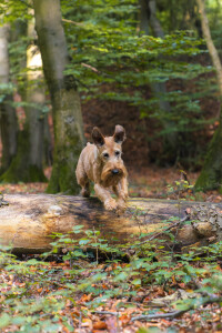 Pure_Irish_Terrier_JNooney_044