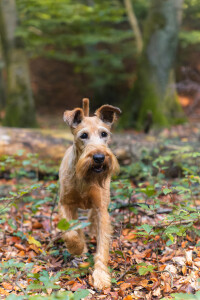 Pure_Irish_Terrier_JNooney_047