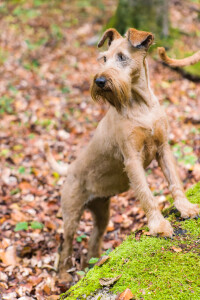 Pure_Irish_Terrier_JNooney_110