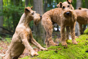 Pure_Irish_Terrier_JNooney_112