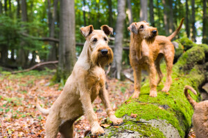 Pure_Irish_Terrier_JNooney_119