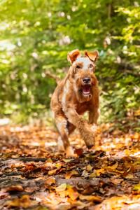 Pure_Irish_Terrier_JNooney_023