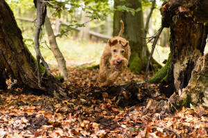 Pure_Irish_Terrier_JNooney_031