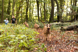 Pure_Irish_Terrier_JNooney_032