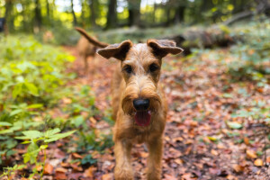 Pure_Irish_Terrier_JNooney_033